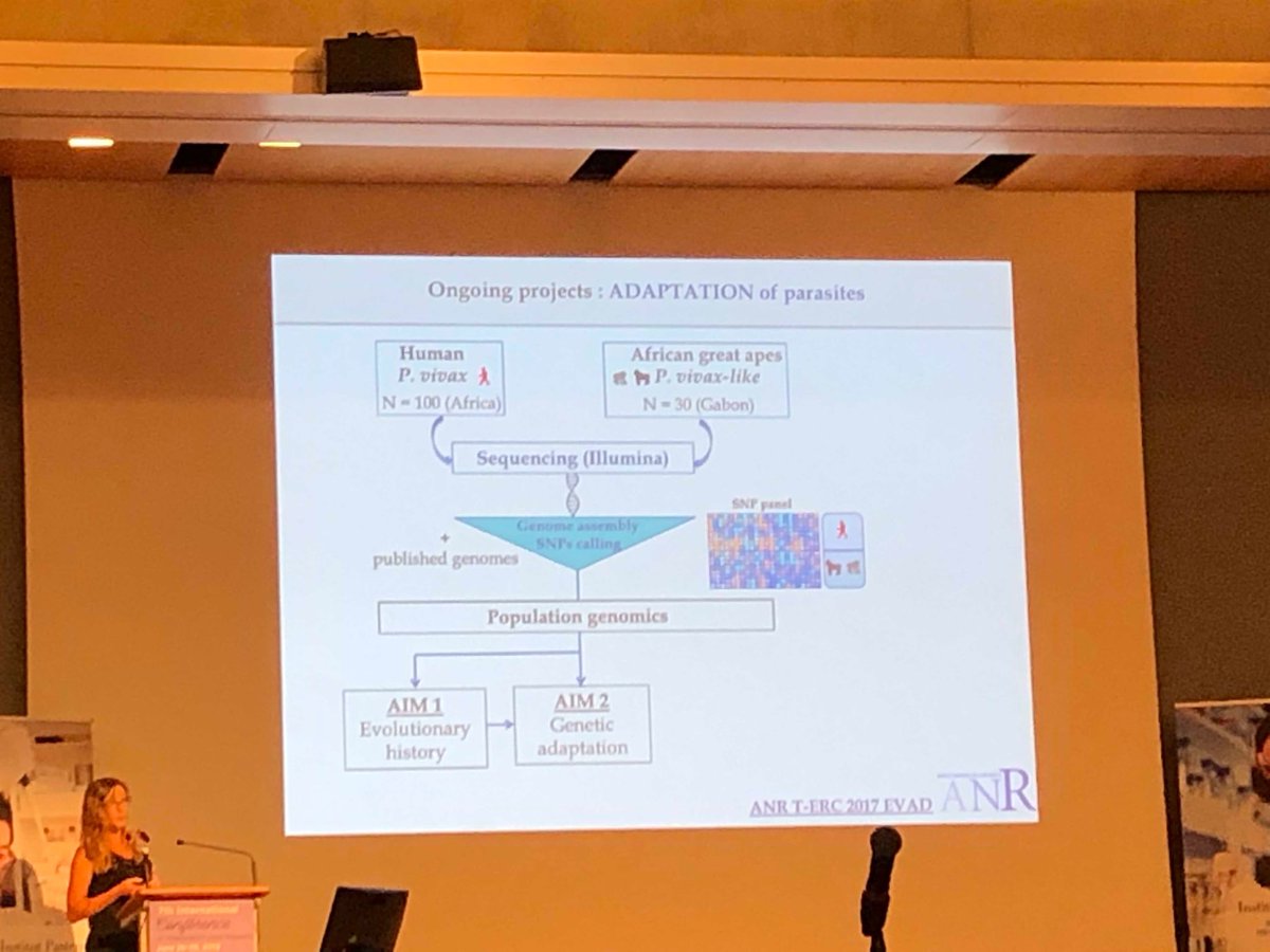 Fantastic talk by Virginie Rougeron on P. vivax-like evolutionary genomics including &gt;100 new genome sequences and functional genomics.
