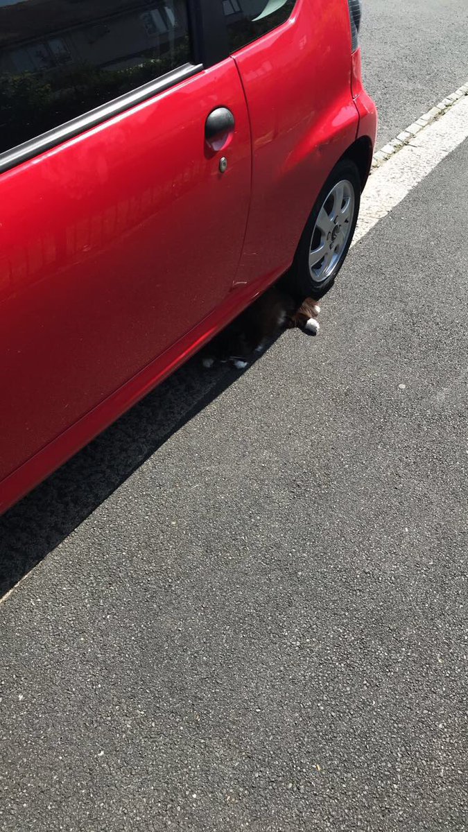 DaisyMartin01's tweet photo. PLEASE READ!! If this cat didn’t have white paws I don’t know what would have happened! In this hot weather always check under your car before driving off https://t.co/42vCuBZFUh