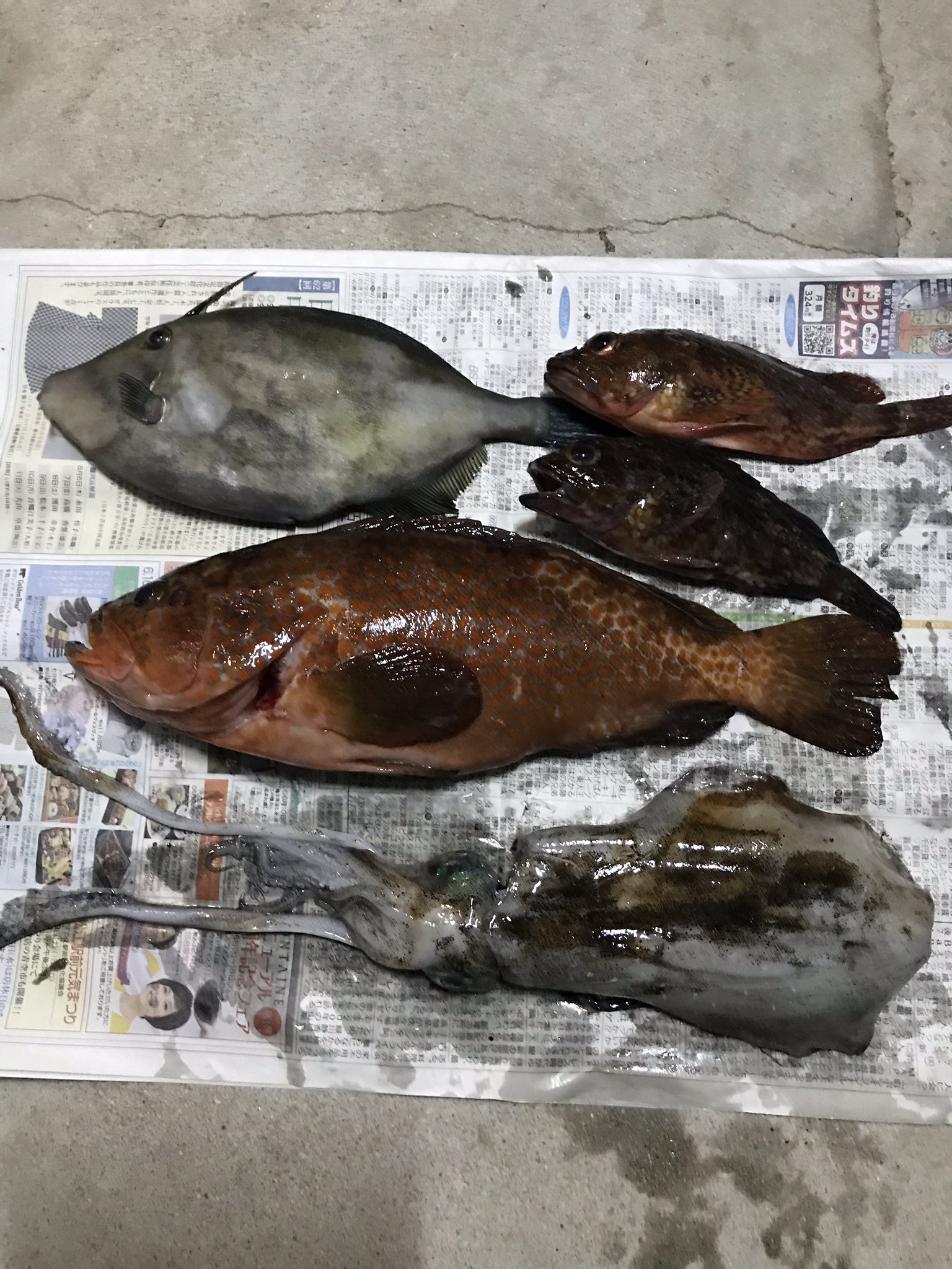 隊長 チーム リリカ 鷺浦 遅くなりました 昨日の地磯釣行の私の釣果と今夜の食卓です 詳しい釣果は 近々アップされるだんだん水産の動画でご確認ください イカとキジハタはお刺身に キジハタのアラととカサゴは煮付けに ウマズラはお味噌汁に