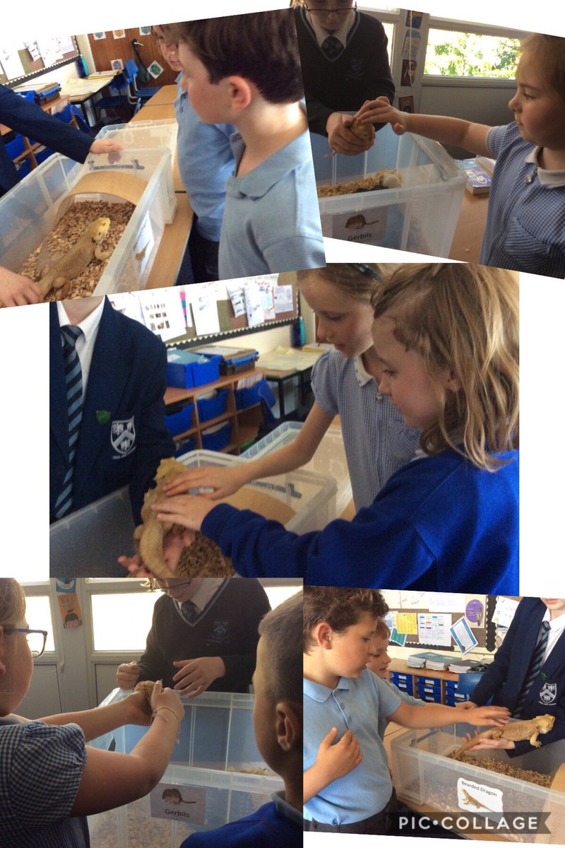 Year4S's tweet photo. Today we welcomed @BirkdaleHS into school to teach us about animals and their habitats. We were so lucky that they brought in lots of different animals for us to get up close and personal with. We had a very informative afternoon and most of us even held the snake! https://t.co/7wUbgZLUoj