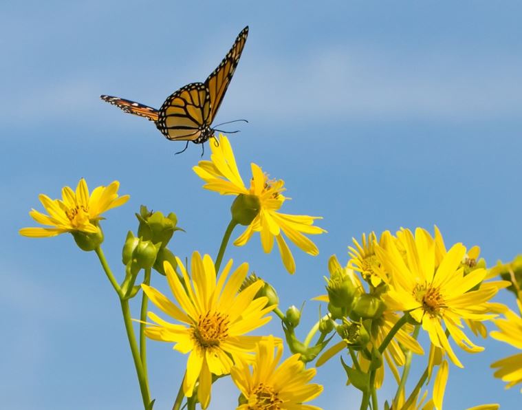 Happy Thursday! This cheerful photo was taken by Jim Osborn. Thank you for sharing, Jim, and thanks for your work to capture images of nature in Illinois. Keep it up!