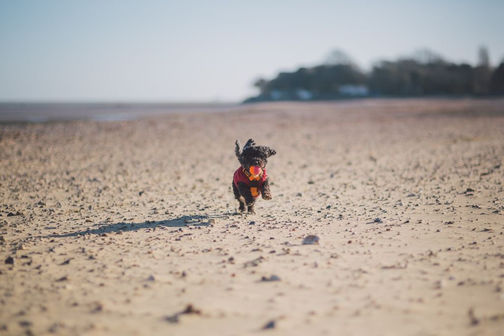 wightlinkferry's tweet photo. 🐾 We're pawsitively buzzing for Sunday's Wightlink Woof Awards ceremony at the @RIWcountyshow! With eight category winners to announce, it's sure to be an un-fur-gettable day! 🏆

Find out all about it 👉 https://t.co/9n1zPV3Pwh https://t.co/6B9PYgTF0H