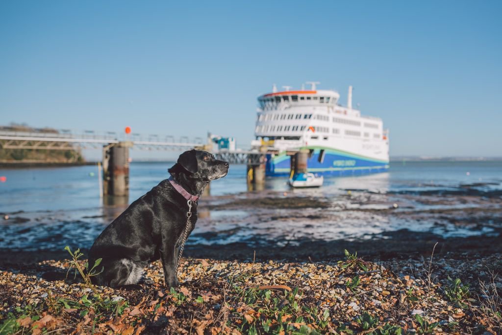 wightlinkferry's tweet photo. 🐾 We're pawsitively buzzing for Sunday's Wightlink Woof Awards ceremony at the @RIWcountyshow! With eight category winners to announce, it's sure to be an un-fur-gettable day! 🏆

Find out all about it 👉 https://t.co/9n1zPV3Pwh https://t.co/6B9PYgTF0H