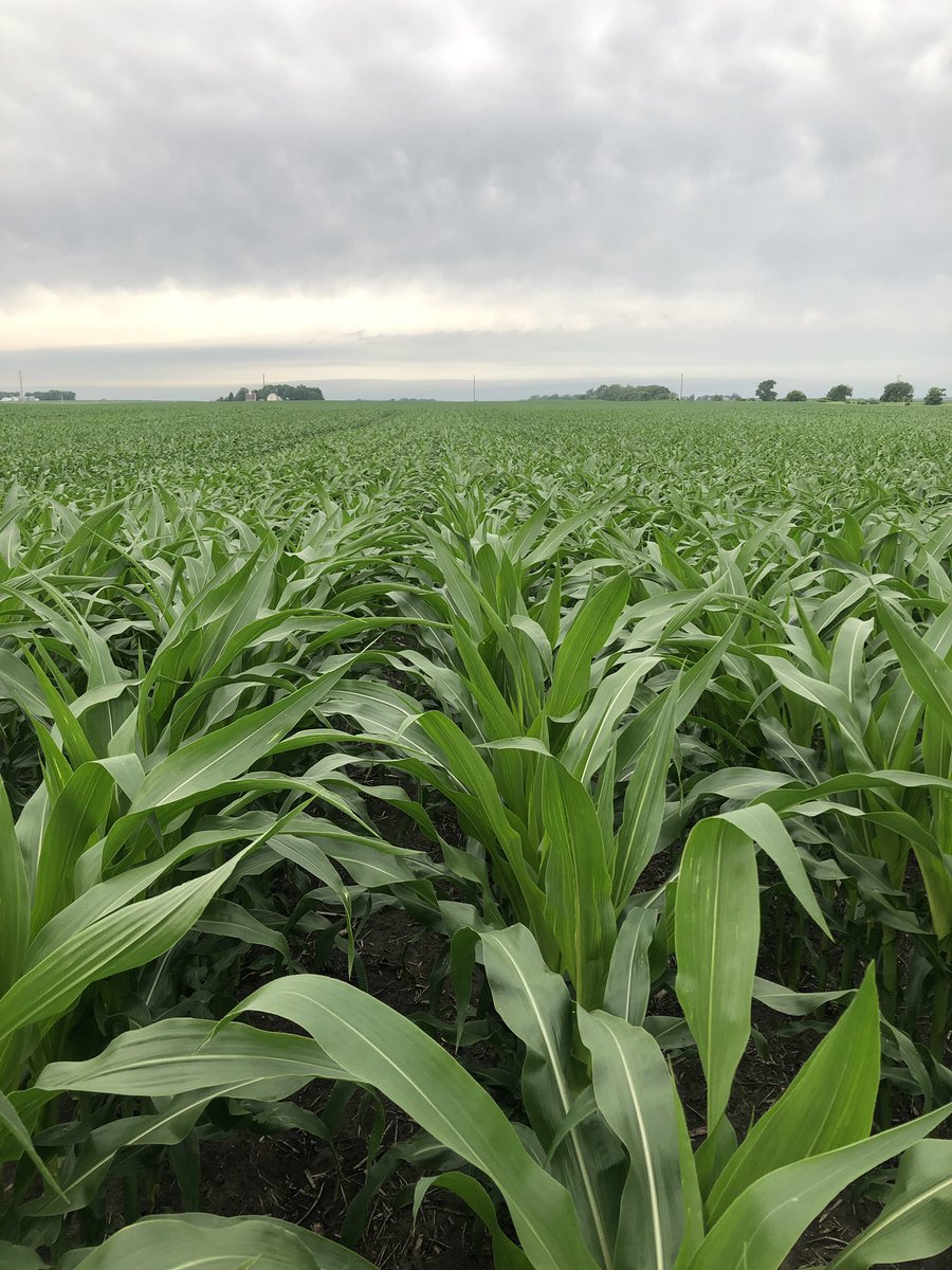 Test Plot last week of June.