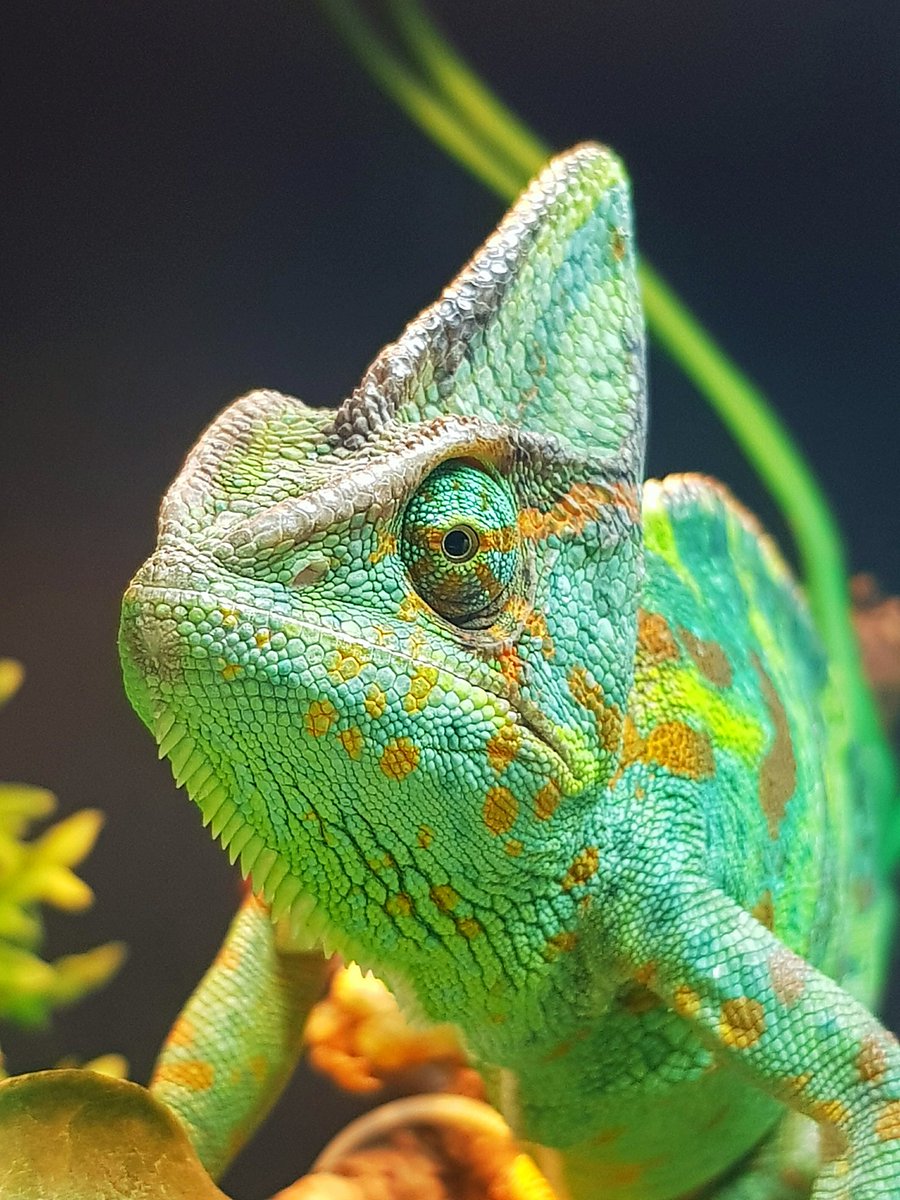 Lzzy - being her usual mischievous self, today.

reptilenetworks.co.uk

<a href="/PetrifyingPump/">🎃Petrifying Pumpkins🎃</a> <a href="/ArcRepOfficial/">Arcadia Reptile</a> @Danish_Gaming_ @kneel_tyson <a href="/ReptileCentre/">Northampton Reptile Centre</a> <a href="/REPTILESMag/">REPTILES Magazine</a> <a href="/Reptiles_RuS/">ReptilesRuS</a> <a href="/chamscan/">Chameleons Canada</a> <a href="/PangeaReptile/">Pangea Reptile</a> <a href="/thereptilezoo/">The Reptile Zoo</a> <a href="/ExoticDirect/">ExoticDirect</a> <a href="/XtremeExotics/">Xtreme Exotics</a>