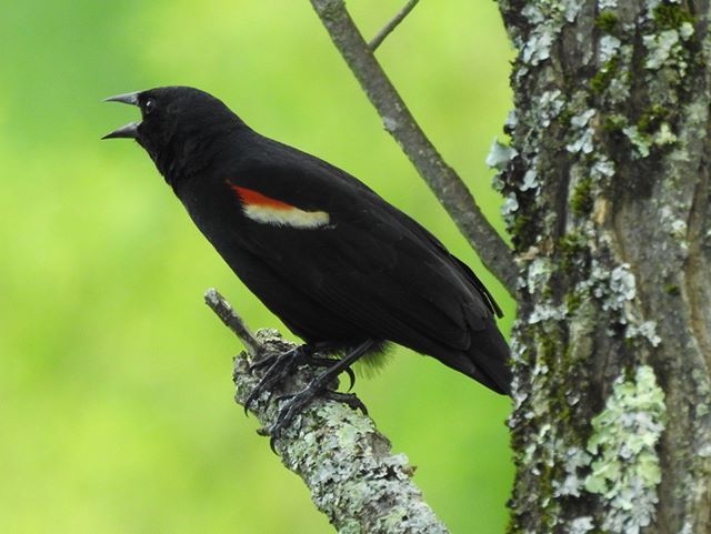 Seriiiously's tweet photo. I love the drama that red-winged blackbirds use to establish their territories...Β ππΏΒ #seripixelbiologist #pixelbiologist #seriiiously #leafyforest #northcarolina #mountainsofmay #blueridgemountains #redwingedblackbird https://t.co/XoLthsOfEC https://t.co/tQwf1LPi8b