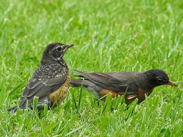 Seriiiously's tweet photo. A juvenile robin and its parent on patrol for worms - this was one VERY NOISY baby, it was following its mother around yelling as loud as it could for worms, worms, and more worms!Β ππΏΒ #seripixelbiologist #pixelbiologist #seriiiously #leafyforest #norβ¦ https://t.co/1s04dBy9BX https://t.co/E9EwXsqSib