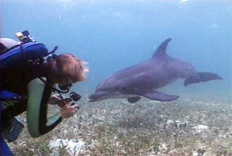 VisionEarth's tweet photo. Vision Earth will always be grateful for being a part of the liberation of Rocky, Missy, and Silver. Our award-winning documentary "Dolphins Home to the Sea" is a great story. Link to purchase: https://t.co/pAaMh41JL2 #TBT https://t.co/SRJEayLHXq