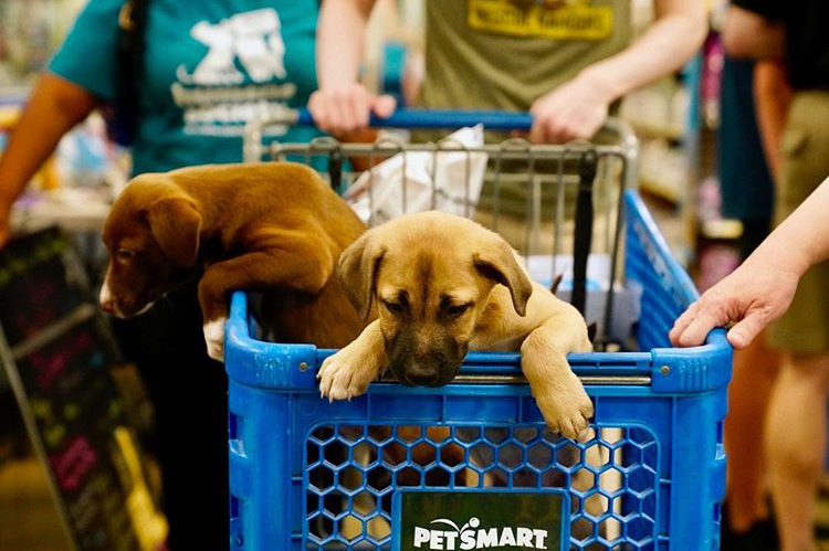 PetSmart Charities® tweet media