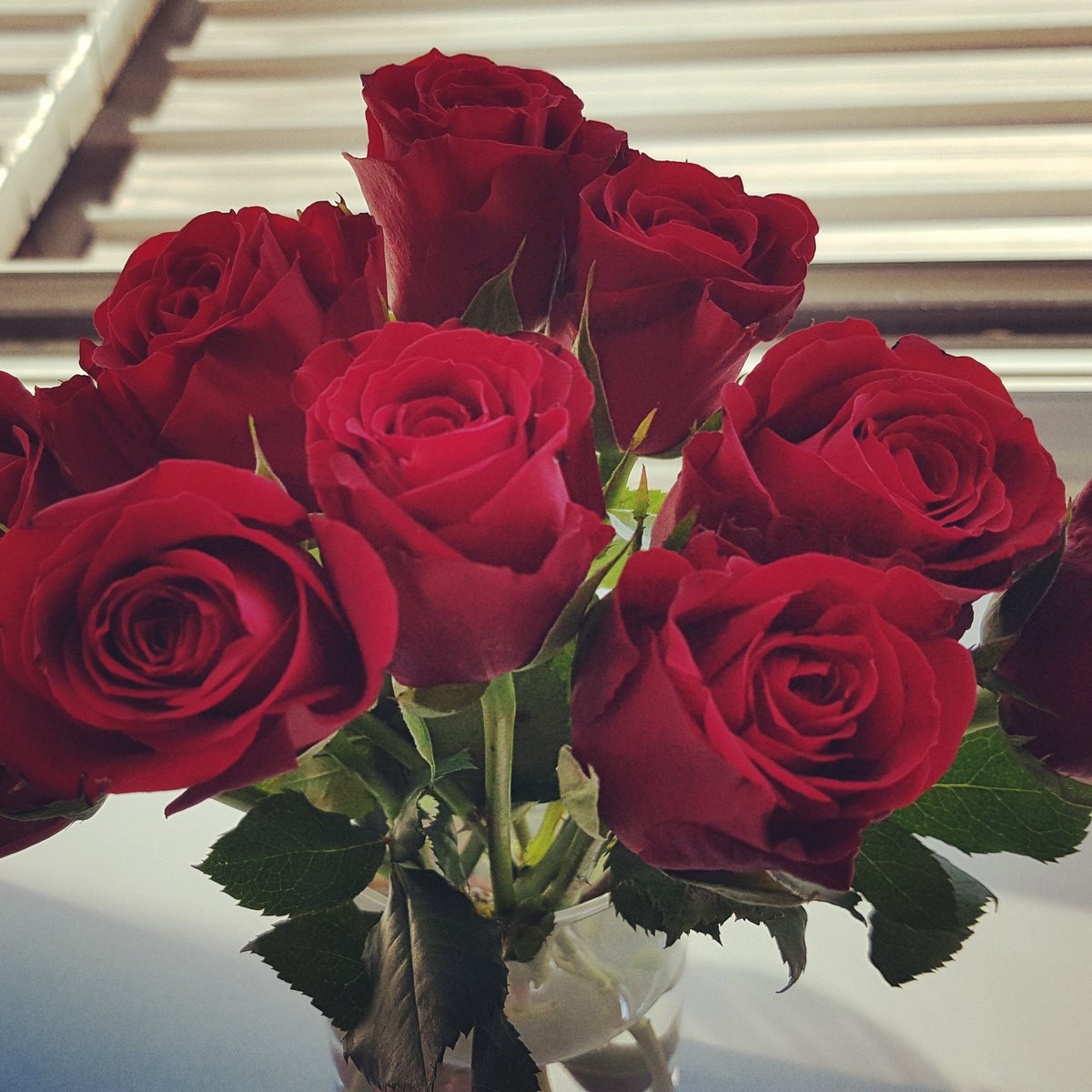 A bunch of 10 deep red roses in a clear vase on my windowsill.