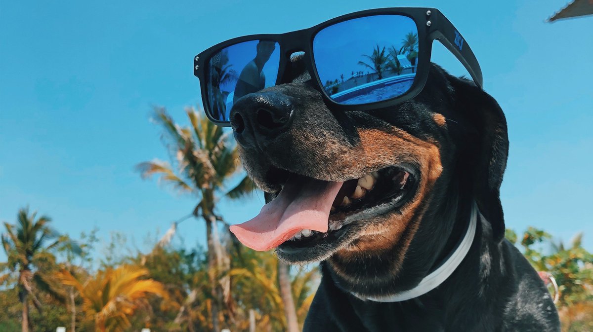ProvidentBlue's tweet photo. Miami sunshine can't be beat, but don't forget to take care of those peepers this #NationalSunglassesDay! We think the bolder, the better, but be sure to follow the #TheVisionCouncil's tips for safe sunnies! #SunglassSelfie @opticalindustry https://t.co/633zBGS6Iz https://t.co/DM4tk7cv80