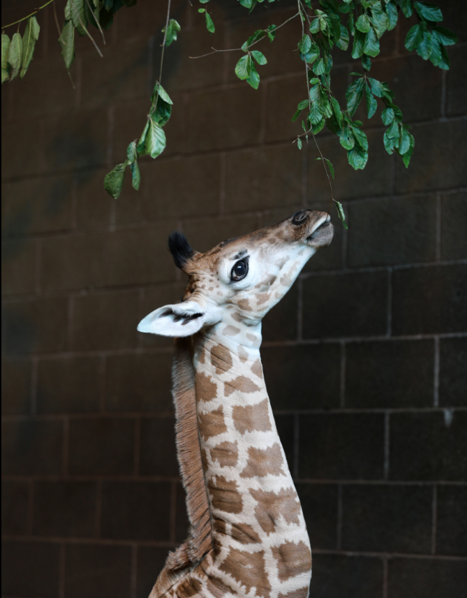 BelfastZoo's tweet photo. 'ZOOPER NEWS' 

We are pleased to announce our baby giraffe's name will be 'Ballygeorge' aka gorgeous George in memory of baby George Evans. 

Don't forget we are holding an event tomorrow for George’s first steps outside at 10.30am. Normal zoo admission prices apply. https://t.co/w3BR3Vfm6V