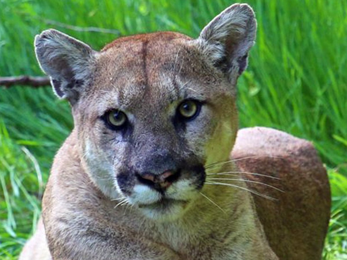 luckandtruck's tweet photo. Found near a trailer park, P-75 is the latest Los Angeles mountain lion to be subject of study. 🐹🦁🐆
#mountainlion #lioninla https://t.co/gqfdBmYdCT