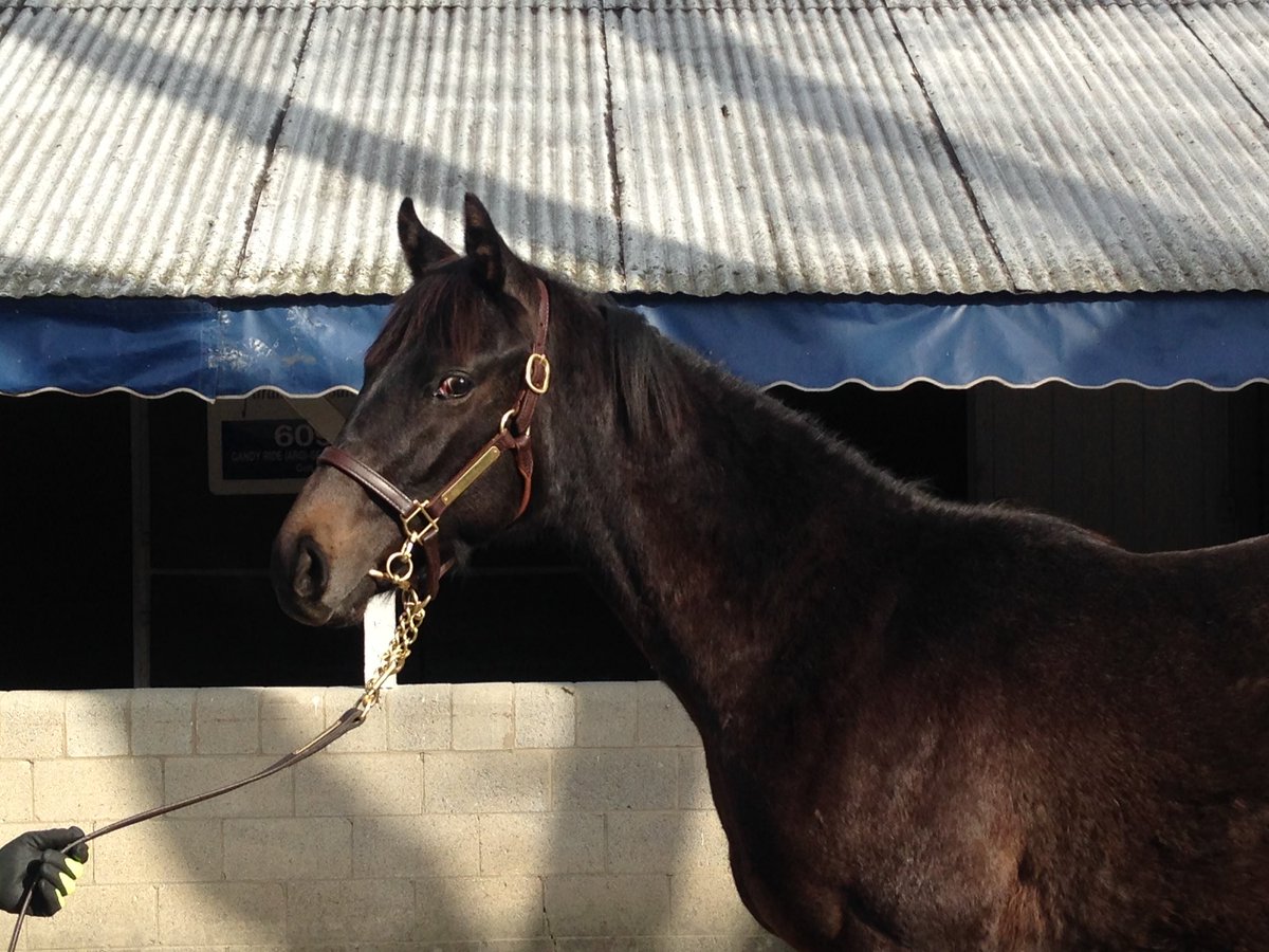 NRussoRacing's tweet photo. Hong Kong (American Pharoah half to G1W Caravaggio) scheduled to make his debut in less than an hour at the Curragh. Here he is as a newly-turned yearling at #KeeJan, where Coolmore bid up to $1M for him. #TBT https://t.co/cPOwpHc9UL