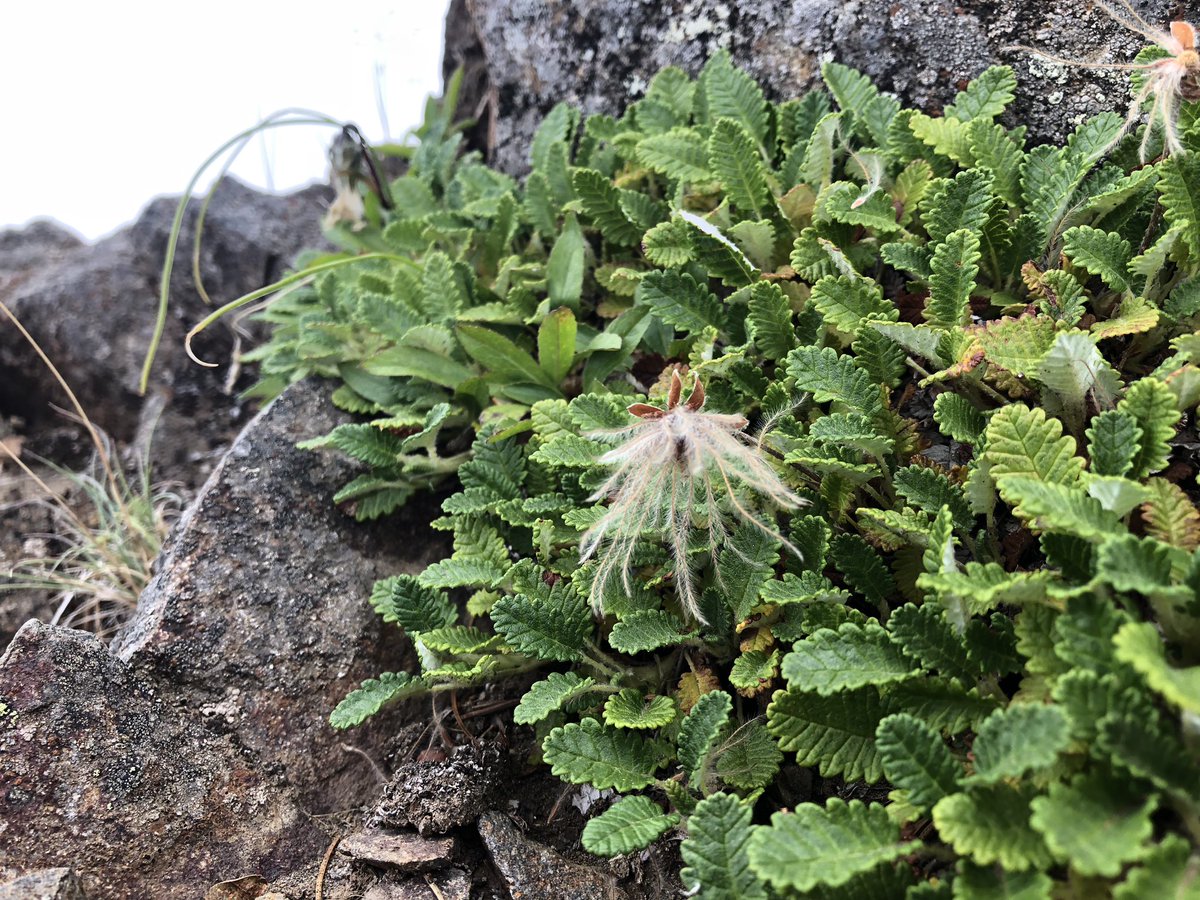 チョウノスケソウ