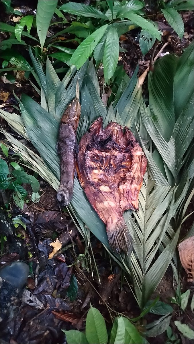 7bornes's tweet photo. 26/6 Nous avons commencé la descente de l'Approuague mais allons lentement. Ayant quitté le coeur du Parc Amazonien de Guyane, nous pouvons maintenant chasser et pêcher ! https://t.co/N6ZiFPT01W