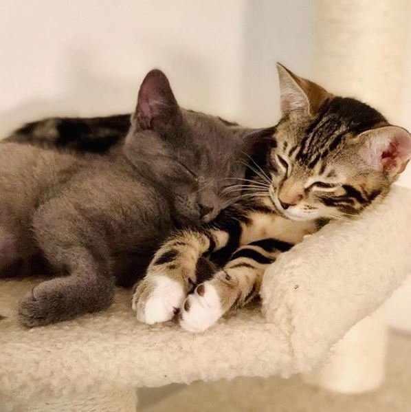 Christina (📸 <a href="/meowparlour/">Meow Parlour</a>) chose to #BeALifesaver when she opened her heart to Mr. Socks, now she's celebrating her 50th foster! Visit your local <a href="/Petco/">Petco</a>, Saturday, June 29 for our #BeAFoster Event and sign up to save lives - just like Christina! bit.ly/beafoster