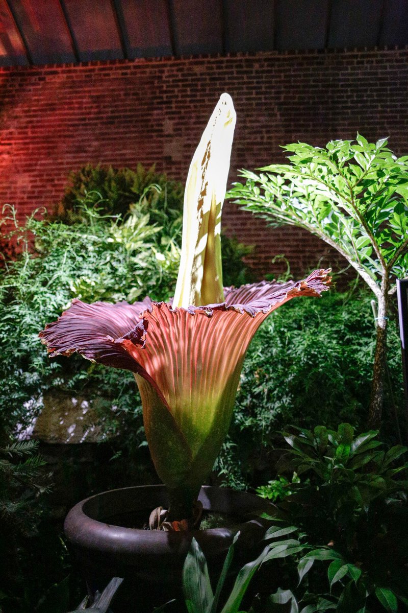 mobotgarden's tweet photo. Did you know it would take 97 #corpseflowers stacked to reach the height of the Gateway Arch? Check out the @GatewayArchSTL IG account for details on an amazing prize package giveaway in honor of #Arch630Day! https://t.co/qHow2aFOcC