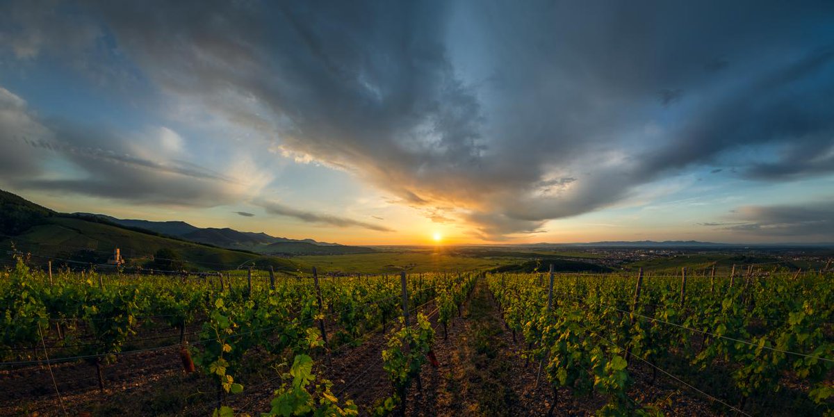 Route des vins - Vignoble de Katzenthal
#alsace #vineyard #sunrise