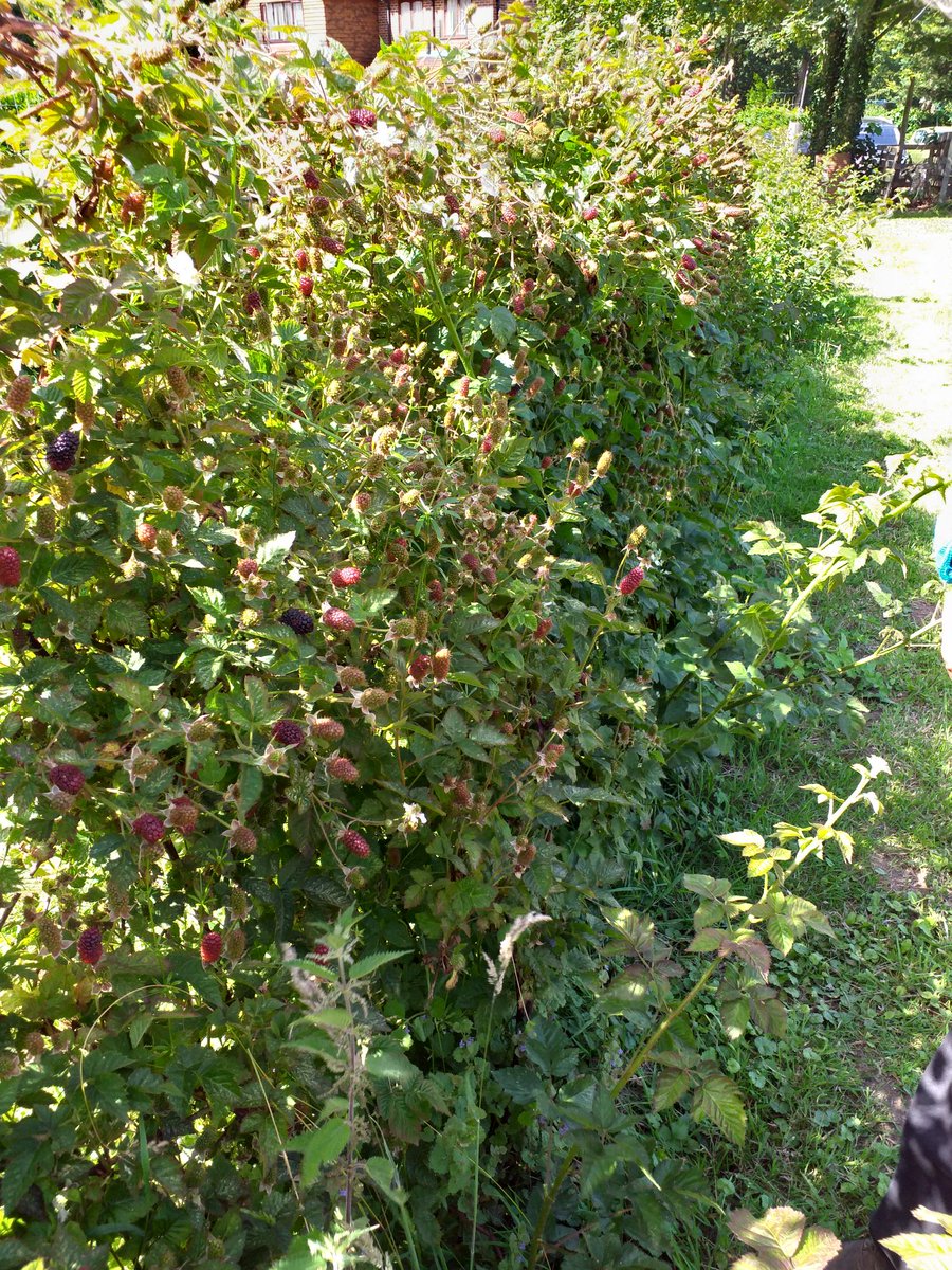 Wall O Tayberries, coming on strong.