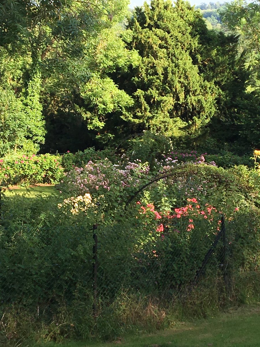 caltew's tweet image. Evening stroll at SAS Marlow. Rose garden looking lovely. #sasprofs #sasusers #saseducation