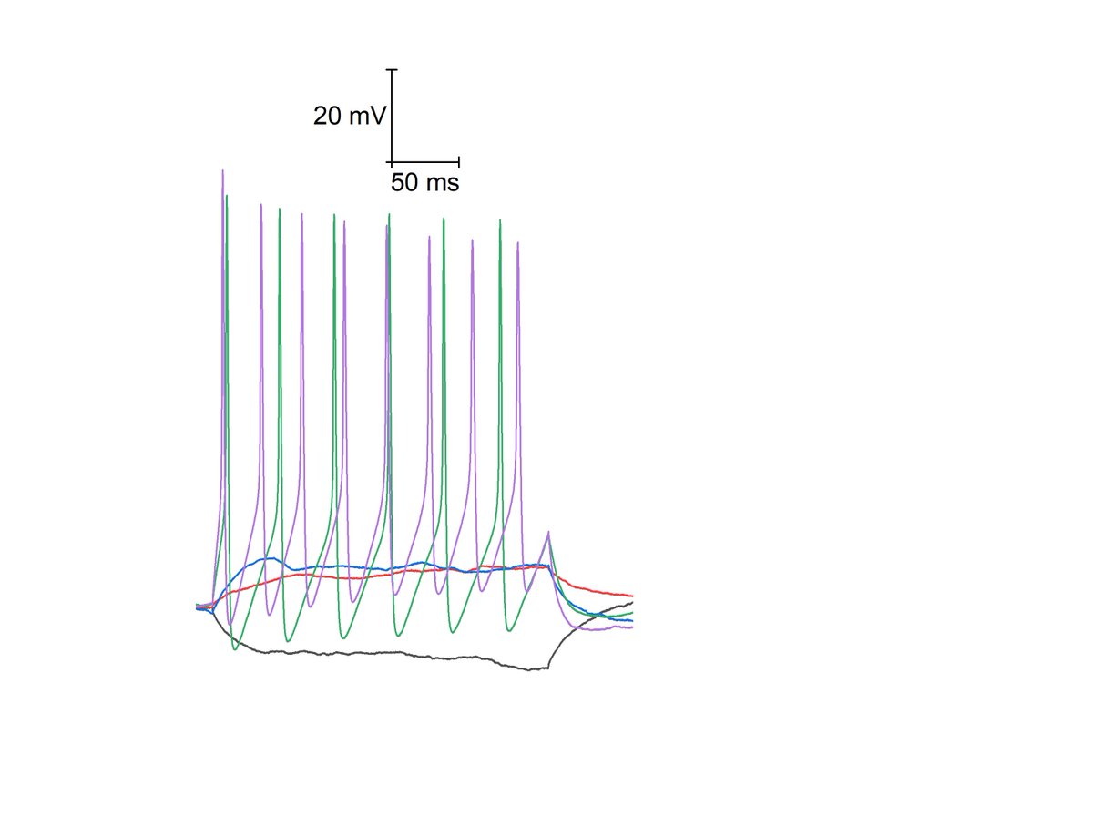 Applied Neurophysiology Group tweet media