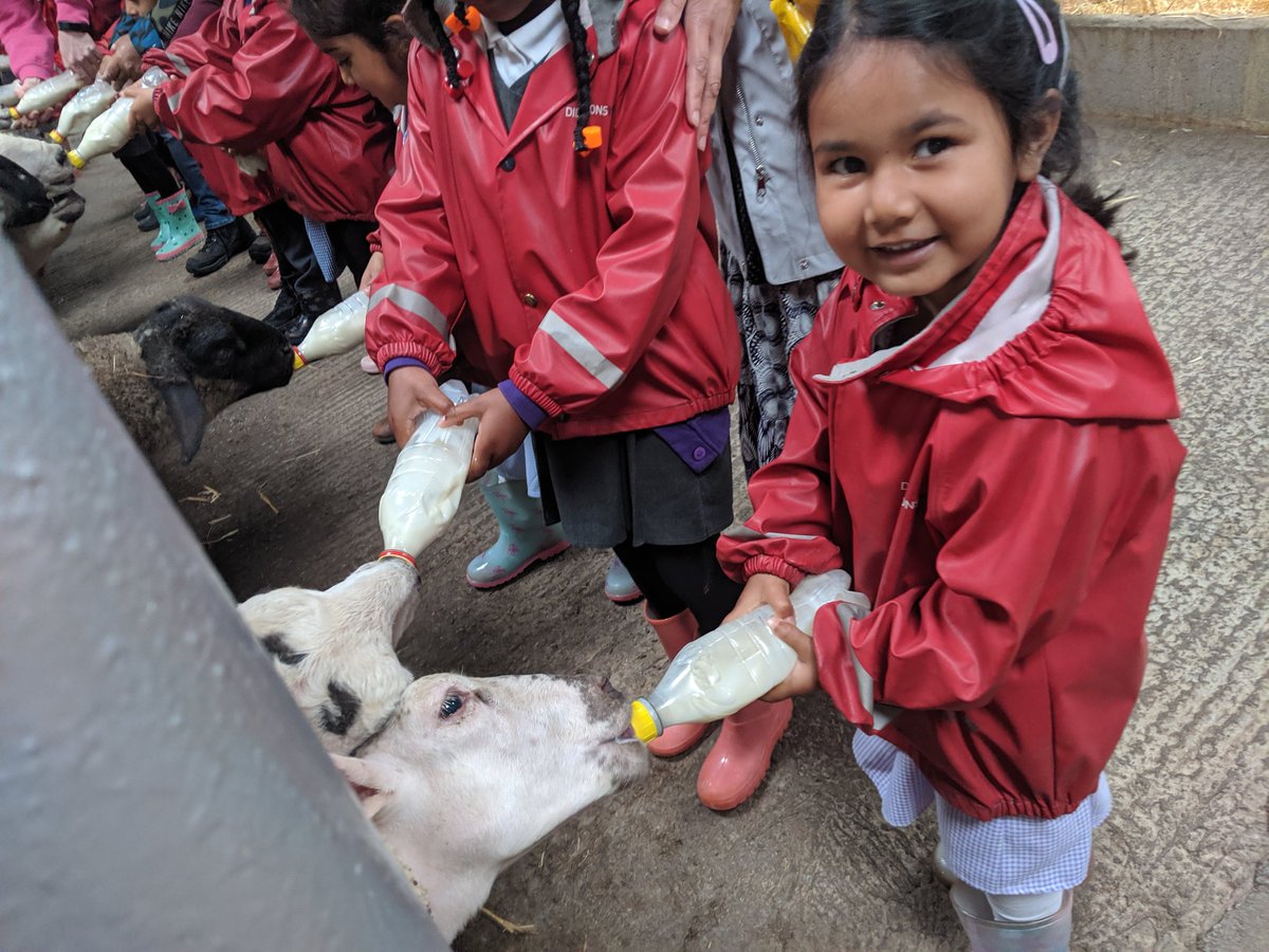 What a wonderful time Reception had at #heskethfarm ! We were set to work and collected fresh eggs 🐔🥚Fed the hungry lambs 🐑🍼rode on mini tractors and even held guinea pigs!