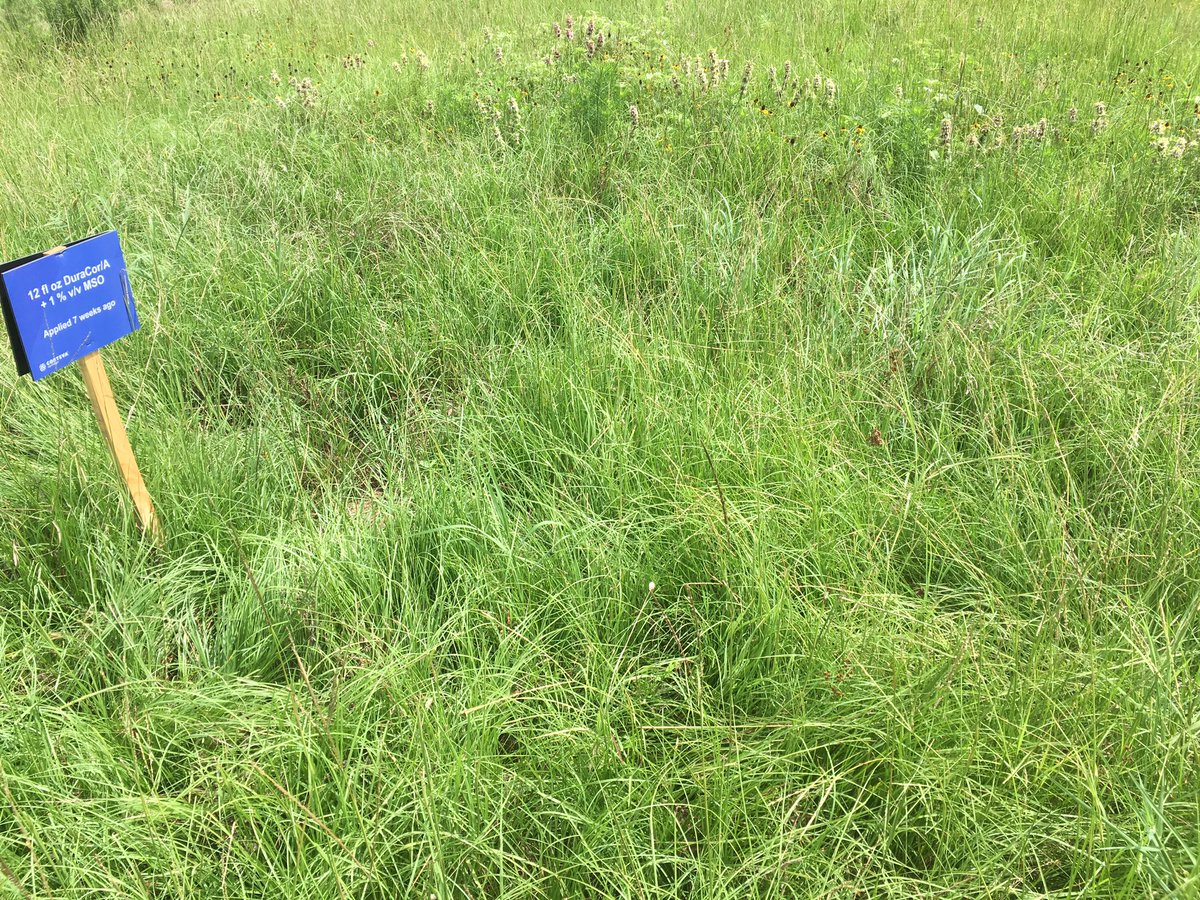CortevaPastures's tweet photo. Lots of excitement building about DuraCor herbicide,  the new anticipated herbicide @CortevaPastures currently has pending at the EPA awaiting approvals. DuraCor has first new active ingredient in Range &amp; Pasture in almost 15 years! Great discussion in College Station, TX today! https://t.co/hKRDxAQryC