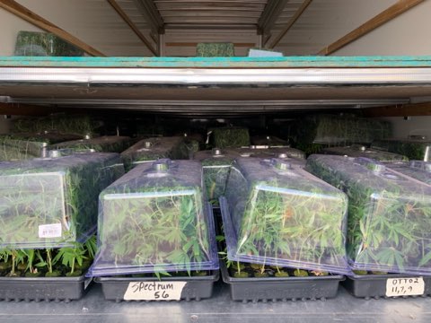 UltraHealthMC's tweet photo. Hemp Hemp Hooray! Hemp's On The Way!!! Happy #clones preparing for their trip from our main campus in #Bernalillo to our #Hemp campus in #Tularosa ๐๐๐๐.
๐ธ: Before/After shot of our delivery van.
#UH #UltraHealth #UltraHemp #medical #industrialhemp #CBD #ultra #NewMexico https://t.co/tbVxkzVJkA