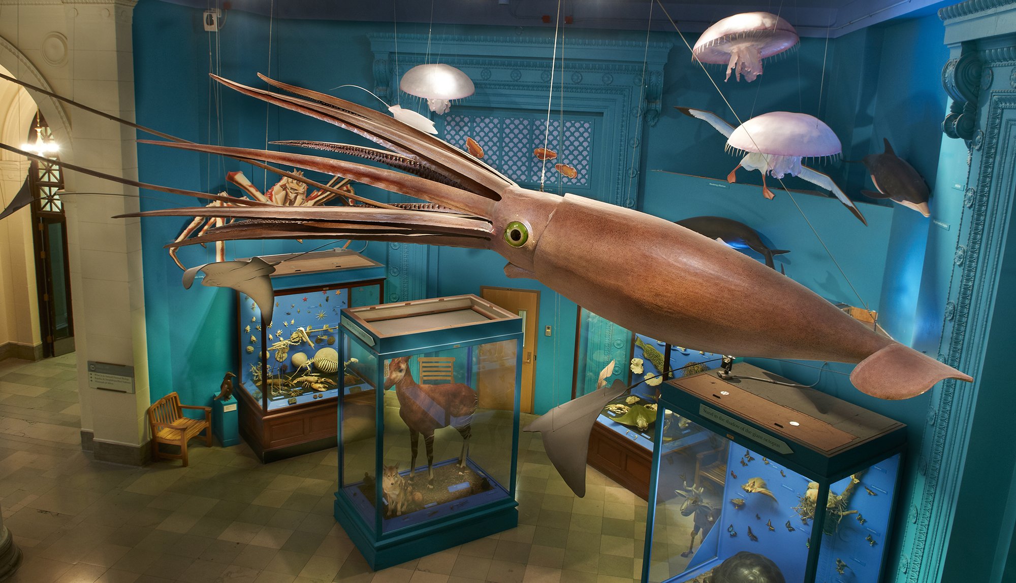 colossal squid display