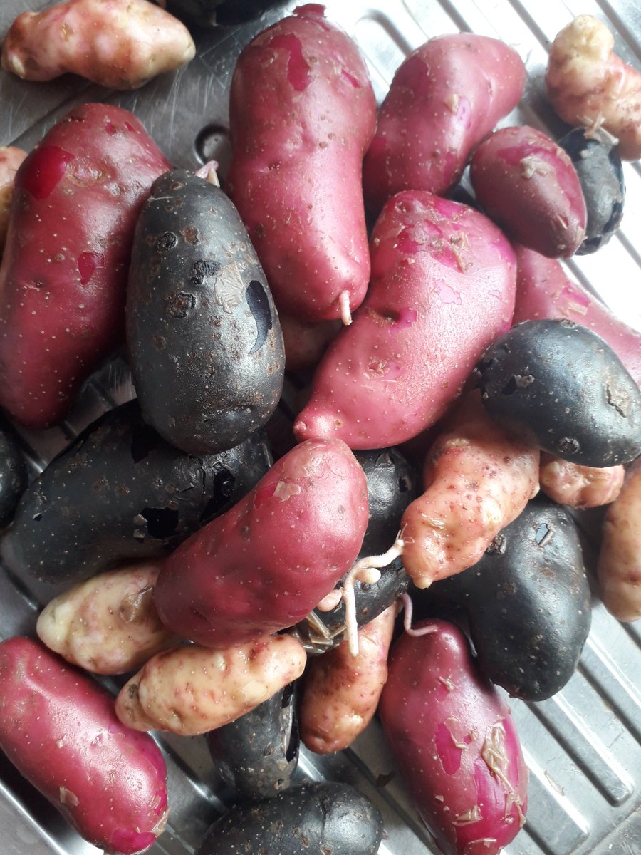 BallymakennyF's tweet photo. Well folks..delivered the last of this seasons potatoes today. Its been a great few months and as usual the support from chefs has been hugh. Next seasons crop is already growing and looking forward to the Autumn..#familyfarm #seasons #potatoes https://t.co/1kqGLzzpvk
