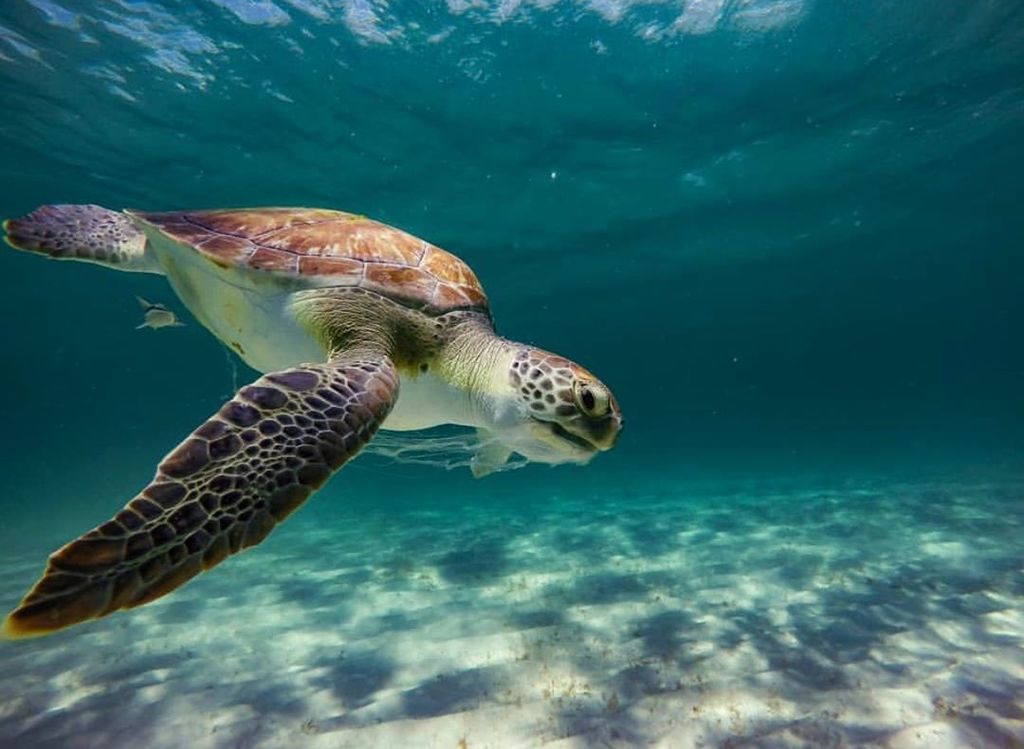 This beautiful #GreenSeaTurtle cruising on through 🐢💚😍
PC: @johnstarrettphoto
•
•
•
•
•
•
#seaturtlecamp #seaturtle #turtle #turtles #seaturtlelover #oceanlover #oceanlovers #saveourseas #marinelife #marinebio #marinescience #marinebiology #summercamp