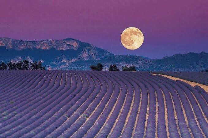 anotherARTdiary's tweet photo. Fransa’nın provence bölgesi. https://t.co/fwk39ItXJU