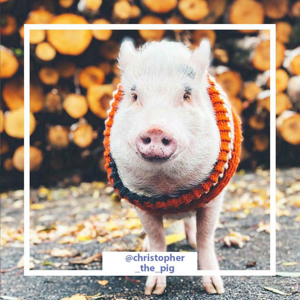 PetbarApp's tweet photo. The coolest piggy you ever did see, am I right?

#pigs #animals #farm #animallover https://t.co/inUkDCgbTN