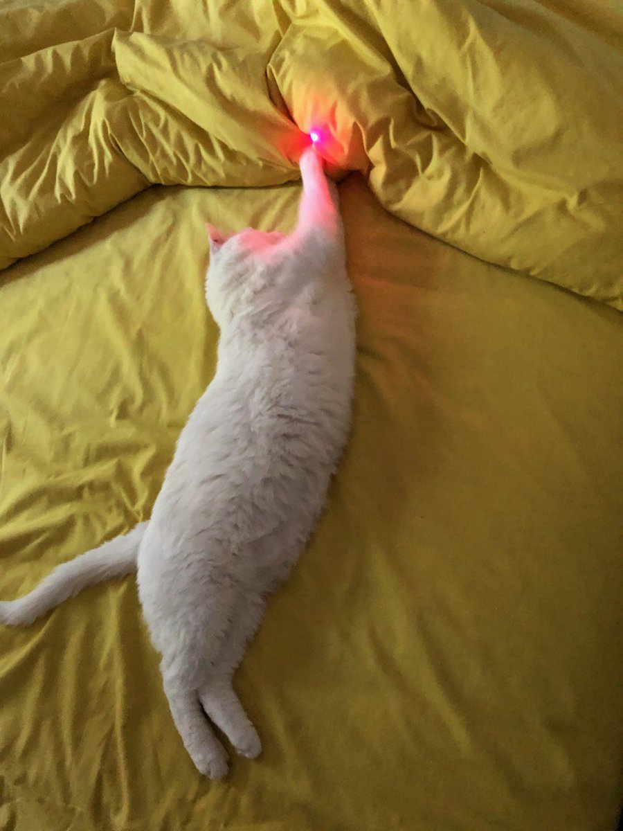 TweetKat1's tweet image. Que la lumière soit et la lumière fut (attrapée)