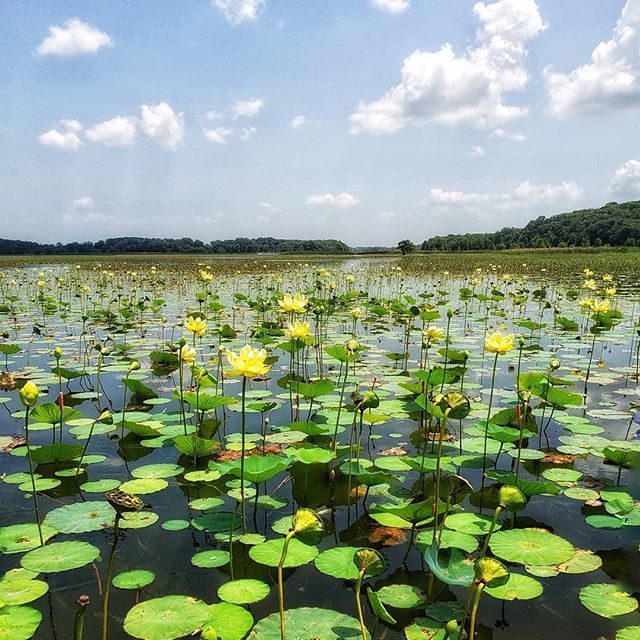 Nelumbo Lutea aka American Lotus are popping up all over Lake Toho! You can see their bright yellow colors through September on any of our Airboat Tours!  #AdventuresatBoggyCreek 
#americanlotus #yellowlotus #nelumbolutea #kissimmeeflorida #laketoho
… ift.tt/2NhKmSJ