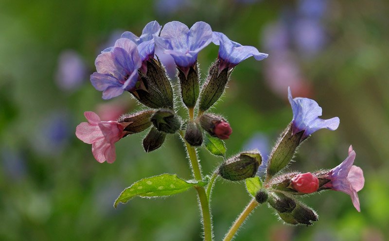 Как выглядит цветок медуница. Медуница цветок. Медуница (Pulmonaria). Медуница лекарственная (Pulmonaria officinalis). Медуница валовидная.