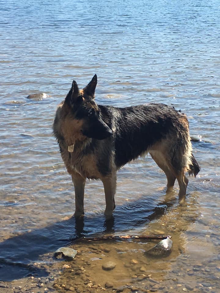 VampireMaman's tweet photo. Today my writing partner is Alice the GSD. Here she is swimming a few days ago. She'll be all brushed and dry for the coffee house with the good wifi and cold water for dogs. #WritingCommunity #GSD #GermanShepardDogs #LoveMyDog https://t.co/KgG8apJpHQ