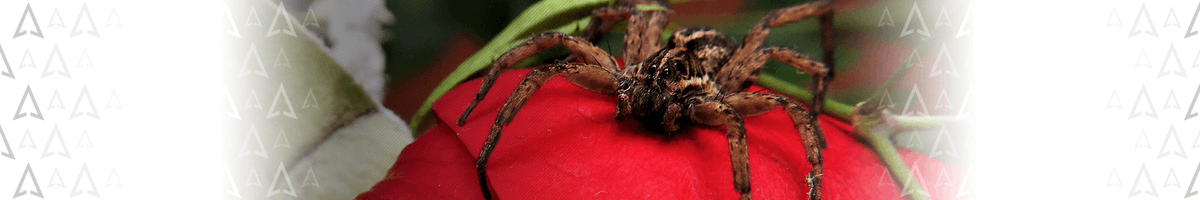 arrownj's tweet photo. What is better, human pest control or wolf spider pest control? You decide.
 #spidercontrol #wolfspider
https://t.co/hdMUnWj1tV https://t.co/JG3lbPkiha