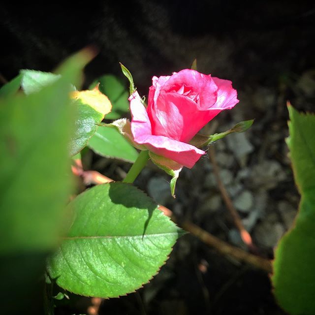 crystalklassen's tweet photo. Mom’s roses are starting to bloom. Her handiwork will always be a part of my garden, as it was such a big part of her life every summer. https://t.co/lSuepDCzJb https://t.co/k0vbatqqRB