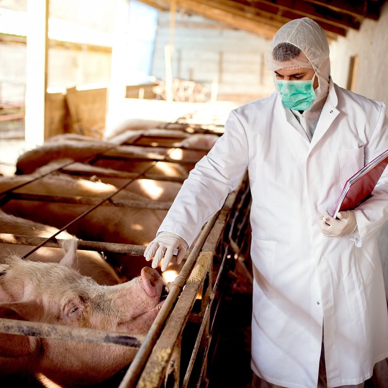 Refuerce controles sanitarios ante la expansión de la peste porcina africana ow.ly/BZbu30p1htN