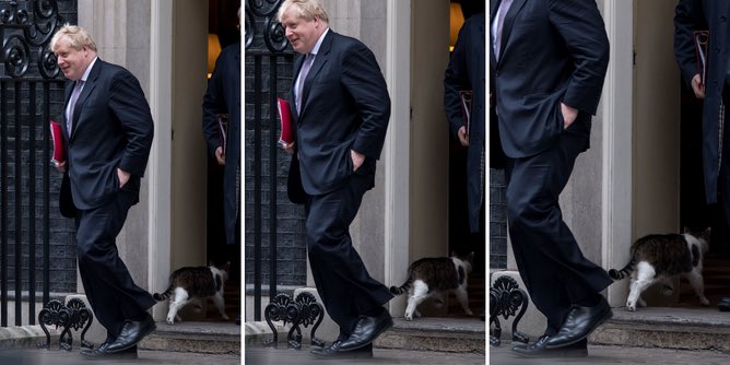 Number10cat's tweet image. Note how I enter only when he leaves...
(Pic @CRatcliffePhoto)