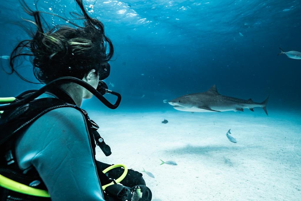 Andy Casagrande 🔥🦈🔥 tweet media