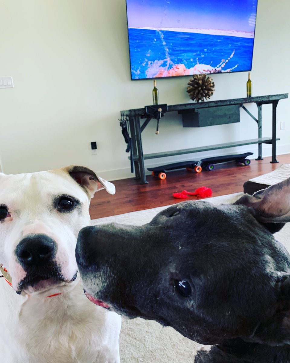 Nightwatch_Nick's tweet photo. Just trying to drink a smoothie here guys. Got to give them credit...begging rarely works with me but they never give up 😂 #rescuedog #pitbabies #nevergiveup #findyourhappy https://t.co/A7tJDFEXbE