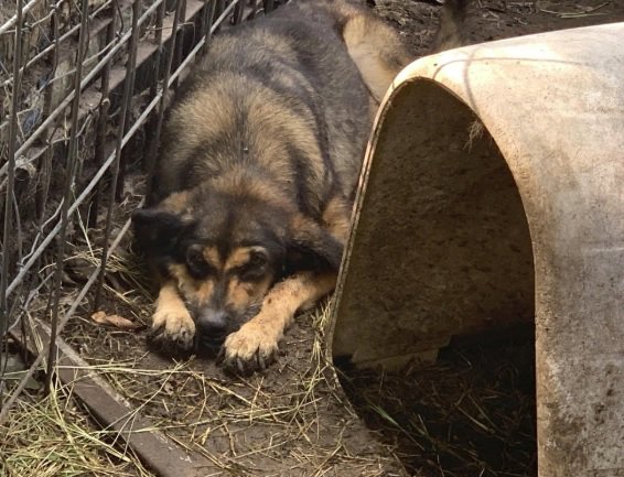mingoramirezjr's tweet photo. Officials have seized 43 dogs, 4 cats, and horse from property in #BosqueCounty. @HSNT1 needs your financial help to care for the animals. #Readlocal
https://t.co/U0Pyw3U0SV https://t.co/XDtMw8RzDP