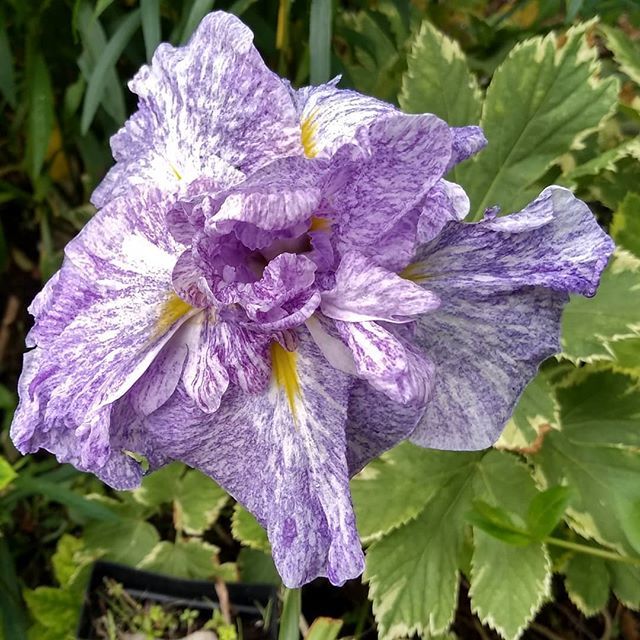 The star of the garden today is Iris ensata 'Eden's Paintbrush'.
#irisensata #japanesewateriris #bogplants #juneflowers #stripeyflowers #iridaceae #plantsofinstagram #suffolkgarden #plantsformoisture ift.tt/2ISLJmr