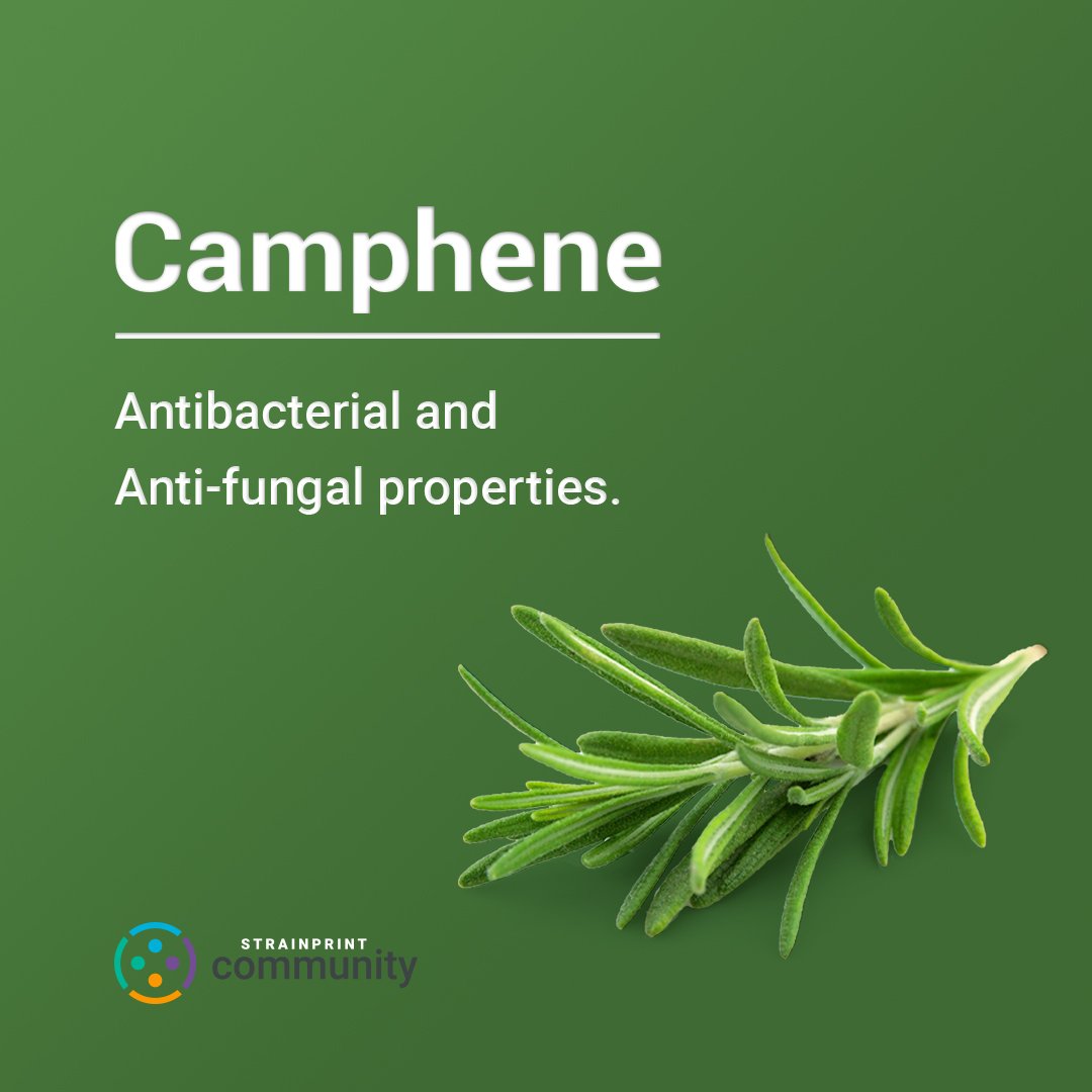 RobbinsGroupLLC's tweet photo. Understanding Terpenes: Camphene: https://t.co/T2AJYCw0XX
"Camphene conveys a variety of benefits, including antibacterial + anti-fungal properties, making it a valuable ingredient in skin care products to treat conditions such as eczema and psoriasis."
#LearnAndTeachOthers https://t.co/fj00aELpW3