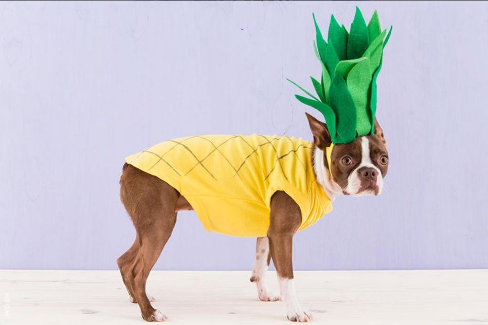 FIDM_Library's tweet photo. Its #NationalPineappleDay? We'll always remember the @wgsnlifestyle report about pet #halloweencostumes that included this gem 😂 (We 🧡 you @wgsn!) #pineappledog #ResourceWeLove https://t.co/DSMqXSm3SP