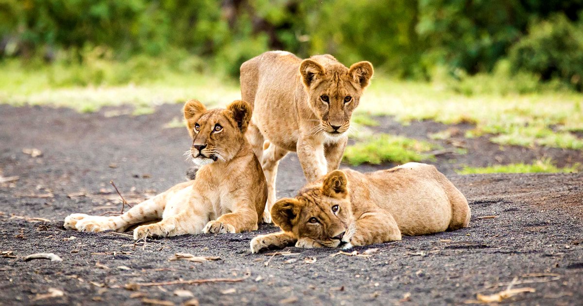 DisneyConserves's tweet photo. Since 1995, @DisneyAnimals has worked to save wildlife, inspire &amp; protect the planet. Join Disney &amp; celebrate the Wildlife Conservation Network’s @LionRecovery Fund to raise awareness of the crisis facing lions! https://t.co/wSN8FJFZsb #TheLionKing #ProtectThePride https://t.co/EzEDJBVDxH