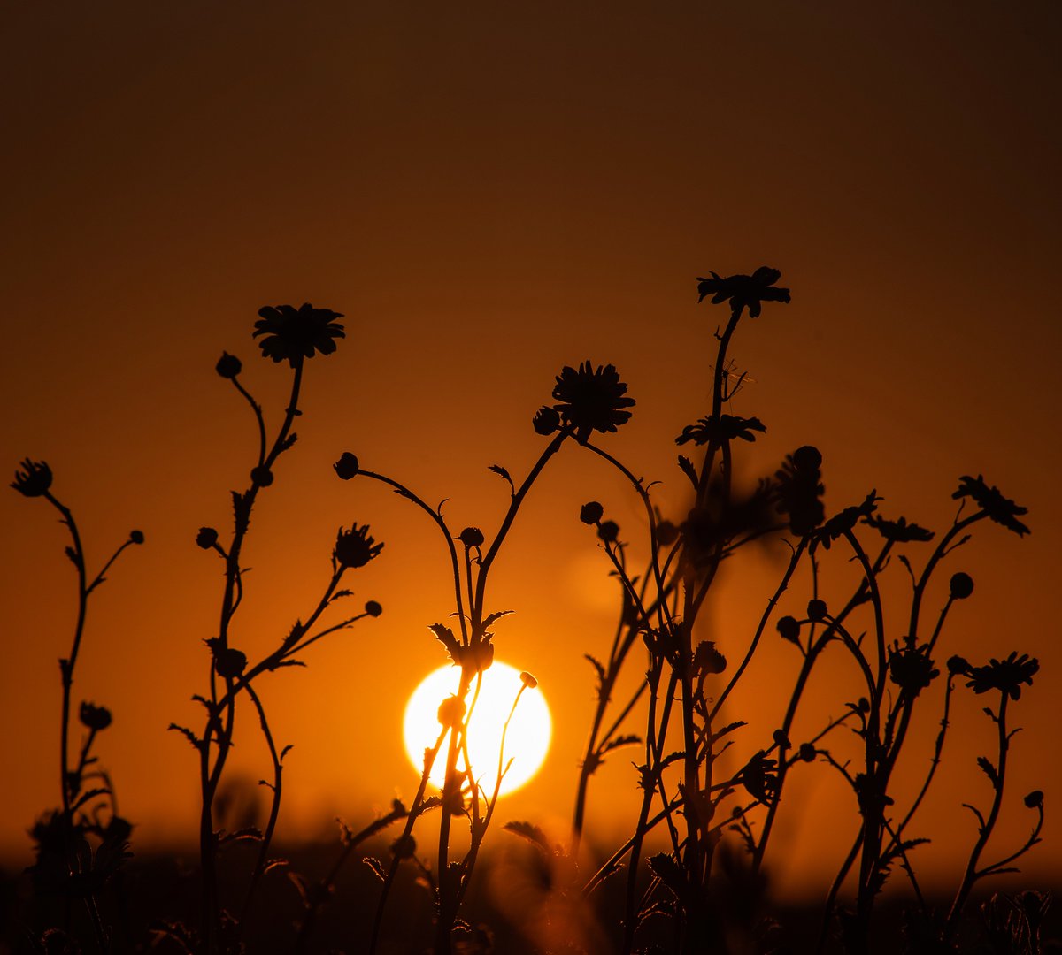 NickC_Photog's tweet photo. Wildflower Sunset Silhouette

#wildflowerhour #flowers #nature #thephotohour #sunset #photography #England https://t.co/DxnywLjuVX